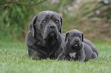 CANE CORSO 1328